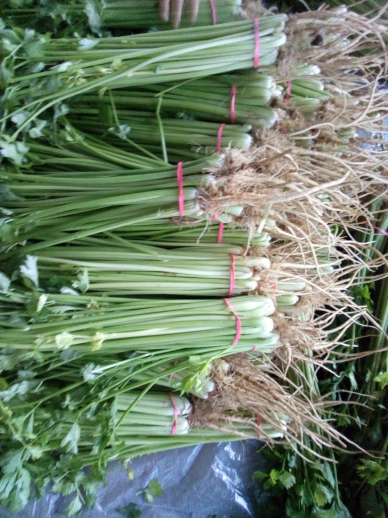香芹，本地长年供应各种蔬菜