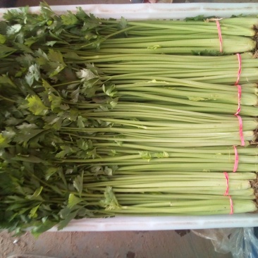 香芹，本地长年供应各种蔬菜