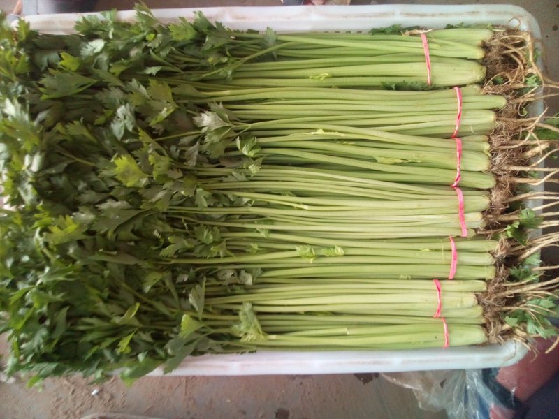 香芹，本地长年供应各种蔬菜