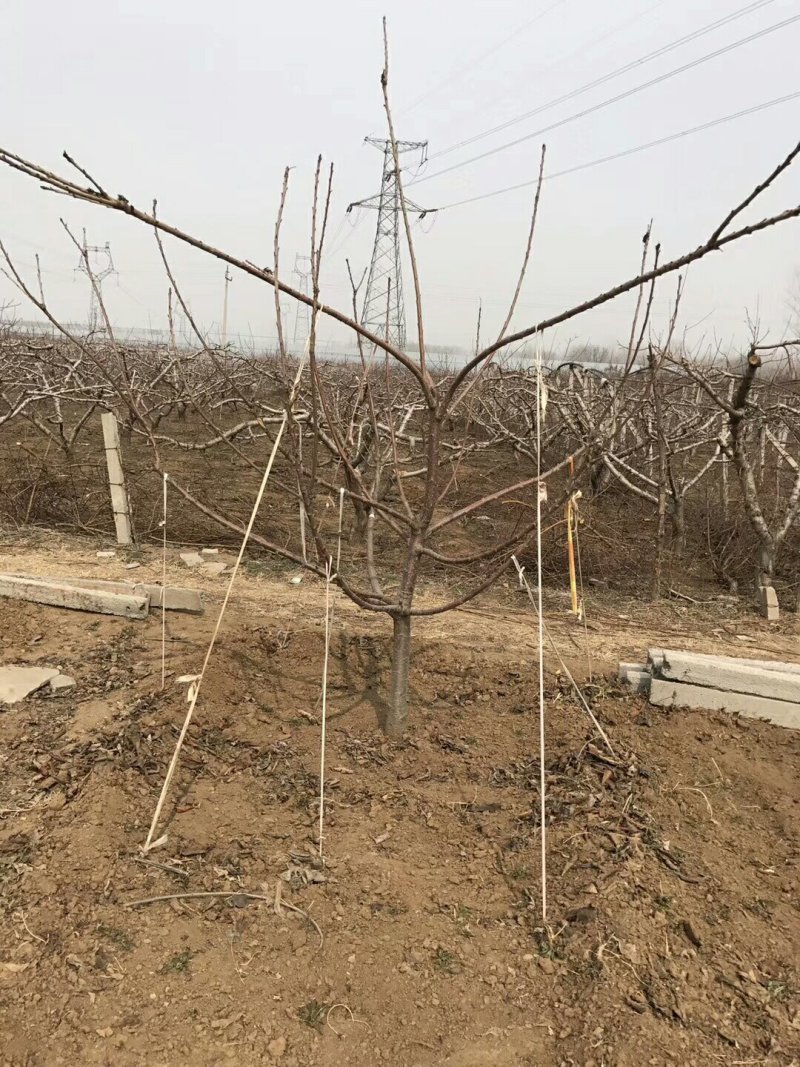 桃树