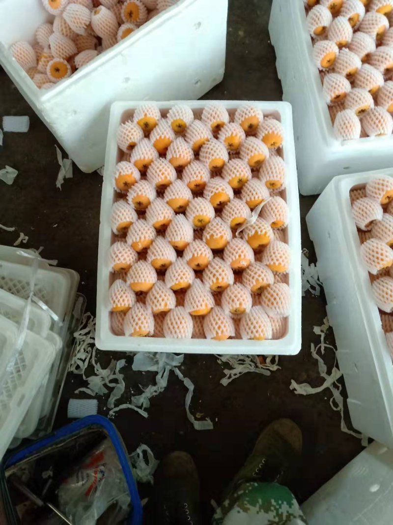 米易五星枇杷
