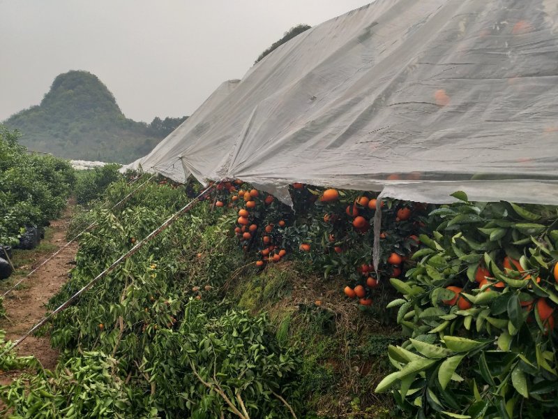 桂林山地盖膜默科特，皮薄肉脆，个头大。清甜可口。