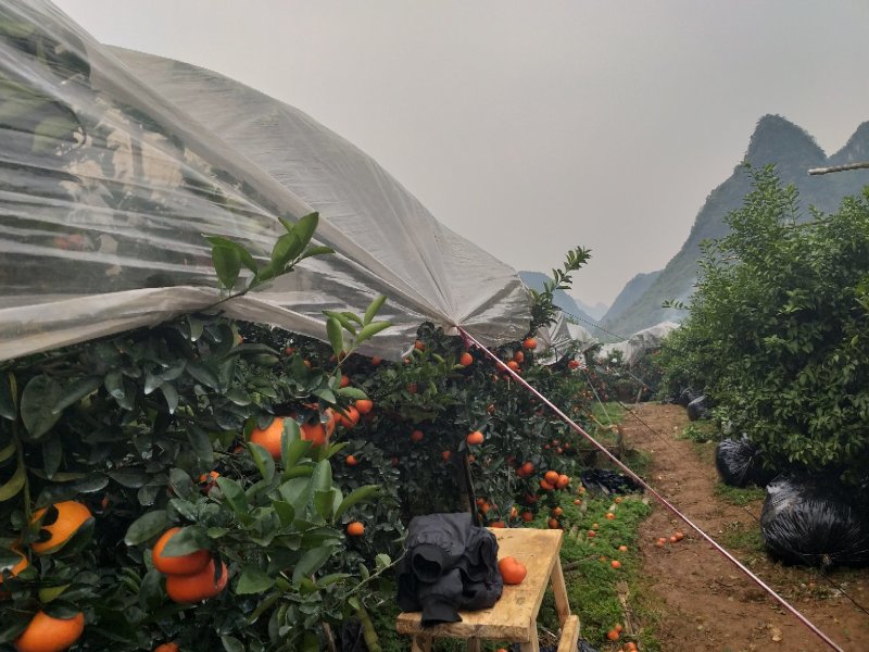 桂林山地盖膜默科特，皮薄肉脆，个头大。清甜可口。