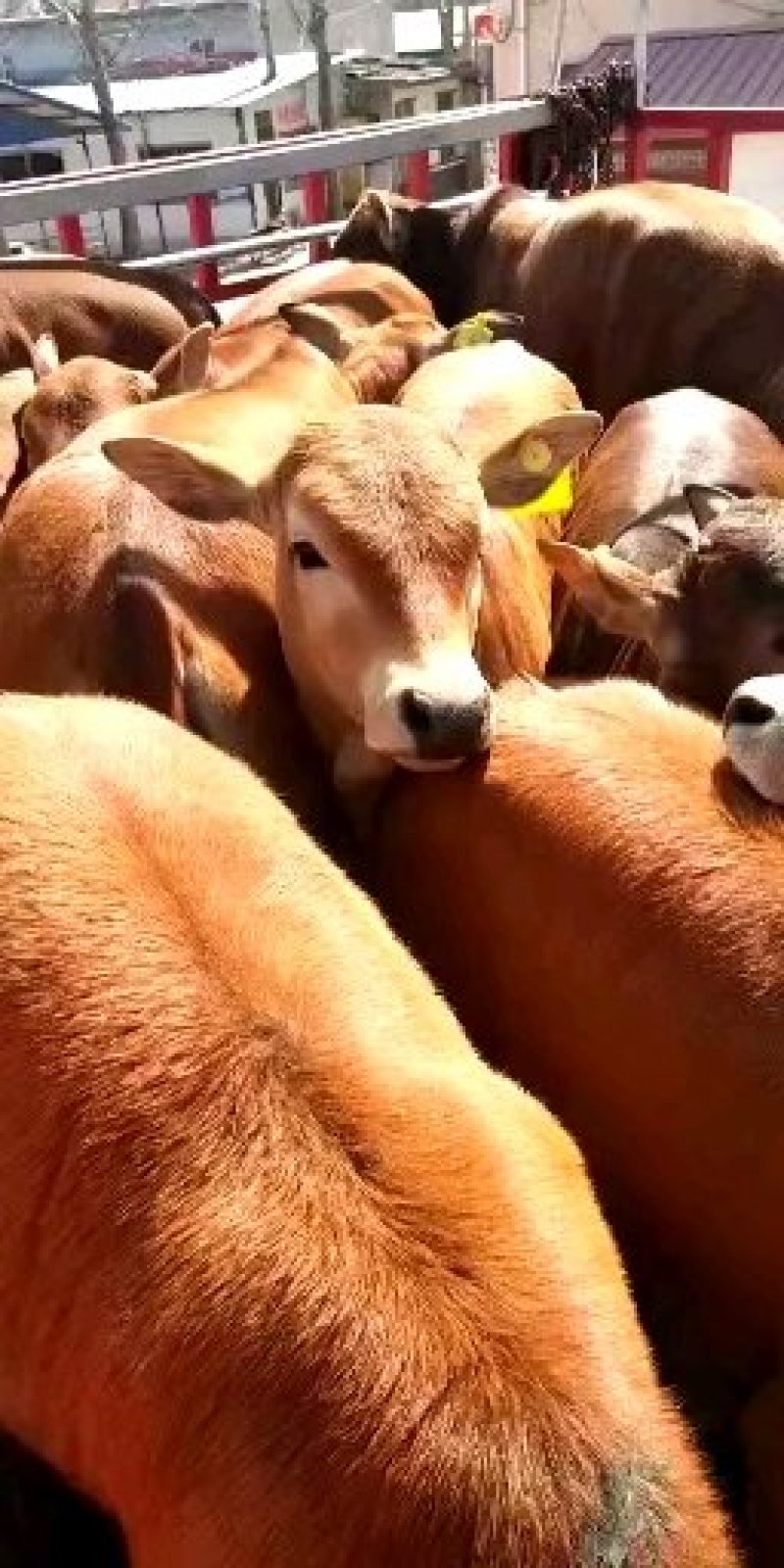 肉牛