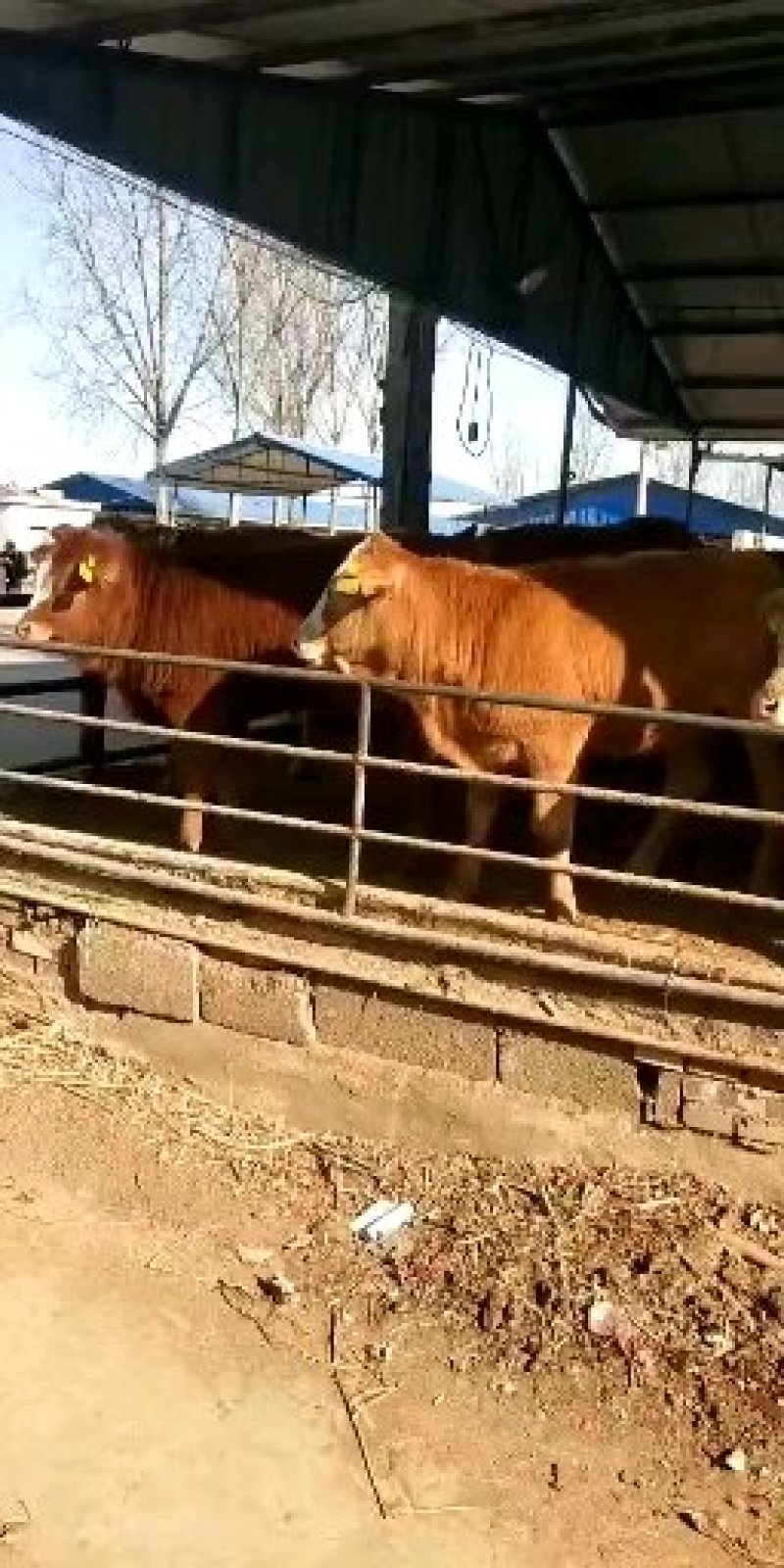 肉牛
