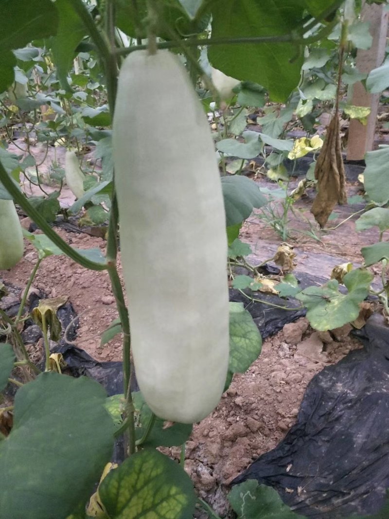 山东燕店博洋博洋甜瓜实力代办