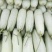 山东燕店博洋博洋甜瓜实力代办