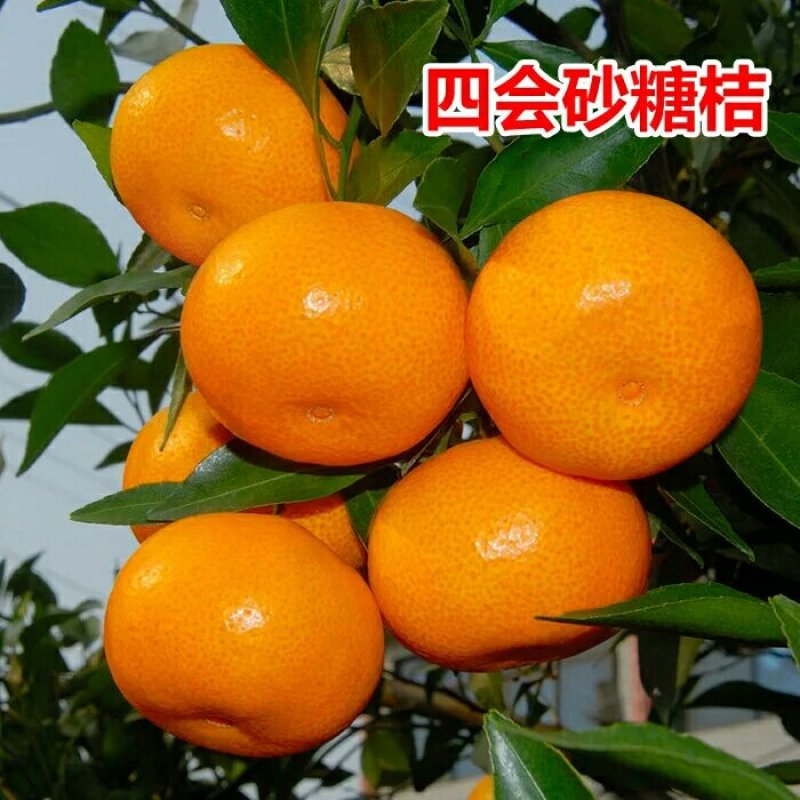 砂糖橘子苗，橘子苗。