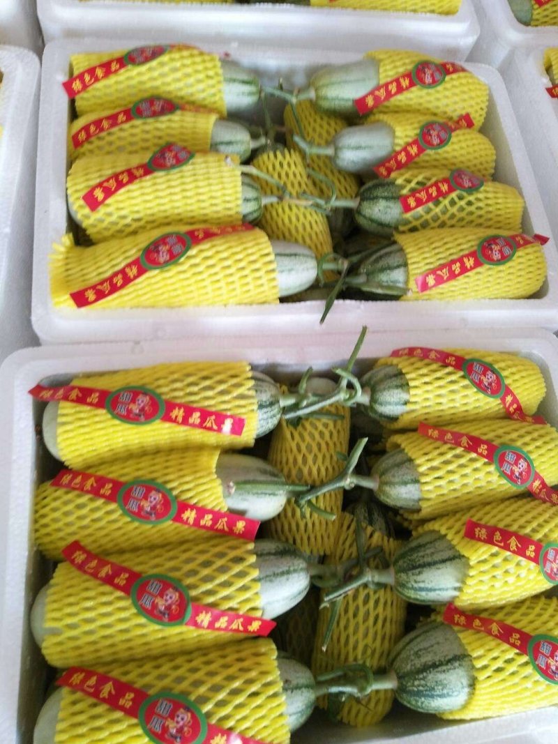 山东燕店博洋博洋甜瓜实力代办