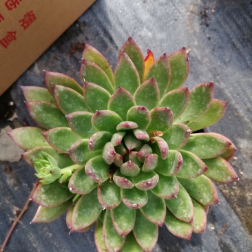 多肉植物野马冬云