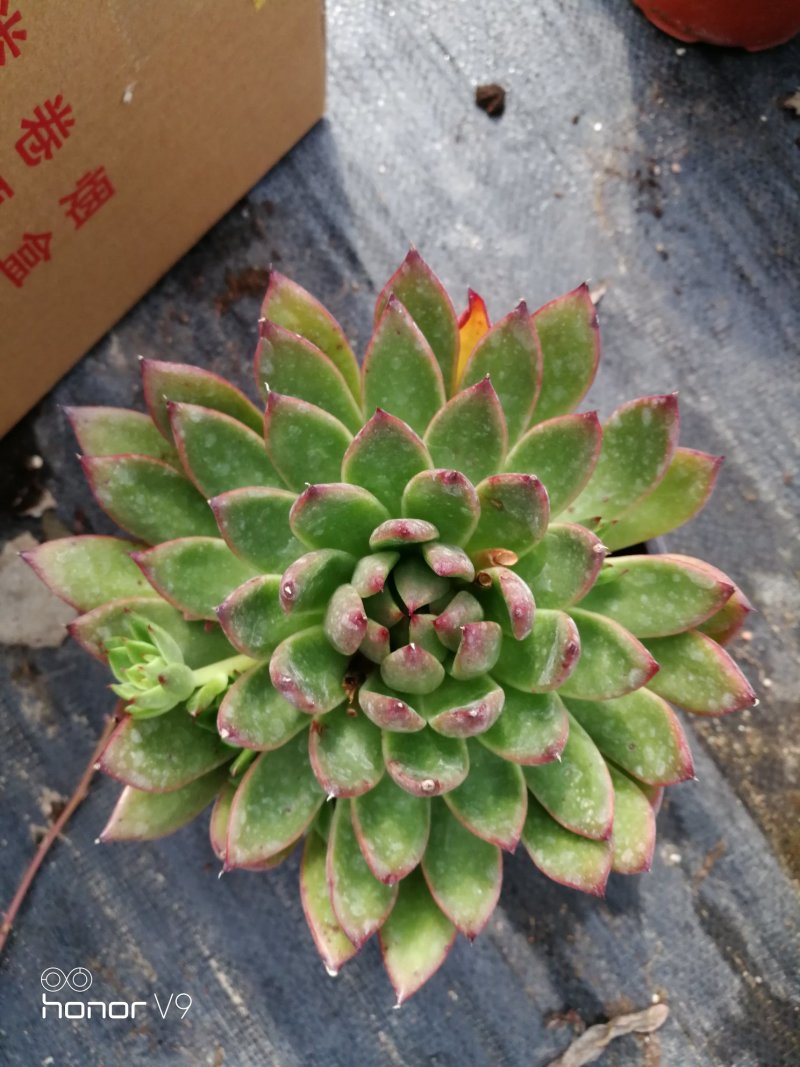 多肉植物野马冬云