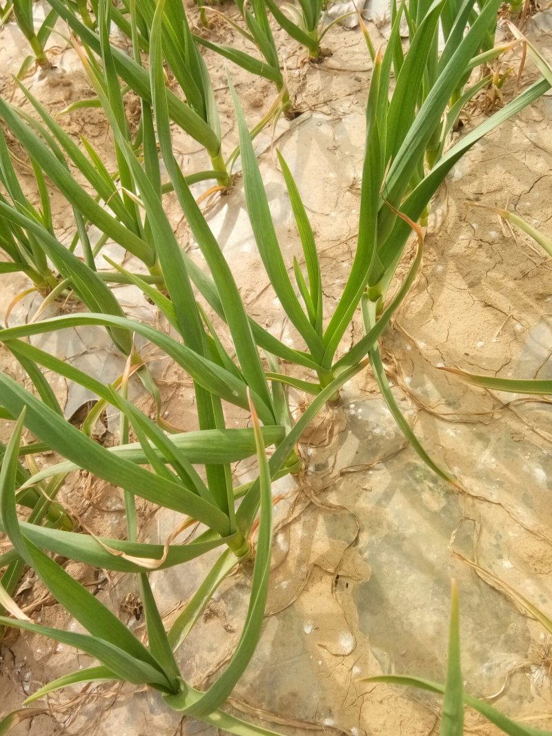 第一年种植大蒜120亩想承包出去，