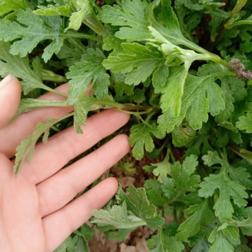 菊花种苗