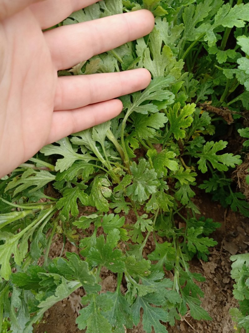 菊花种苗