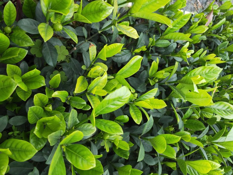 栀子花带花苞发货漳州基地绿化地被苗木
