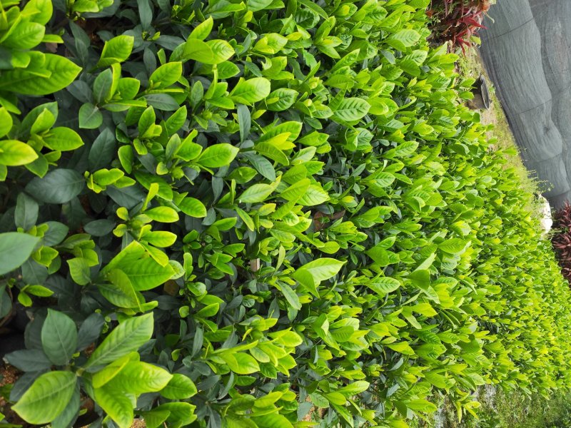 栀子花带花苞发货漳州基地绿化地被苗木