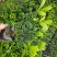 栀子花带花苞发货漳州基地绿化地被苗木