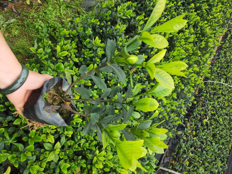 栀子花带花苞发货漳州基地绿化地被苗木
