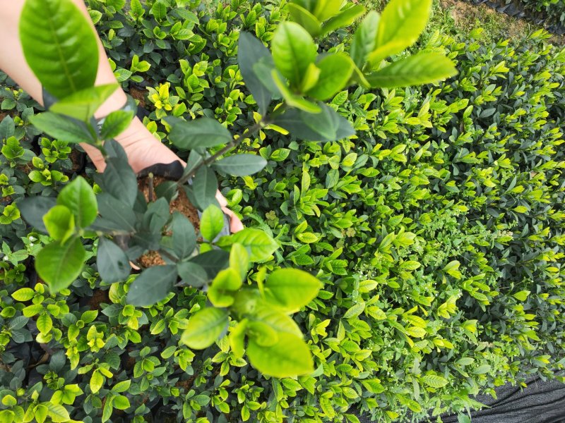 栀子花带花苞发货漳州基地绿化地被苗木