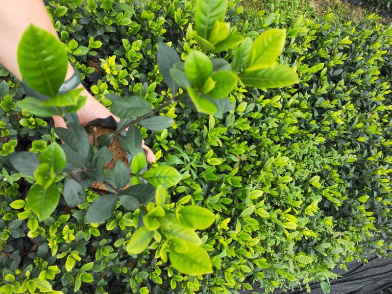 栀子花带花苞发货漳州基地绿化地被苗木