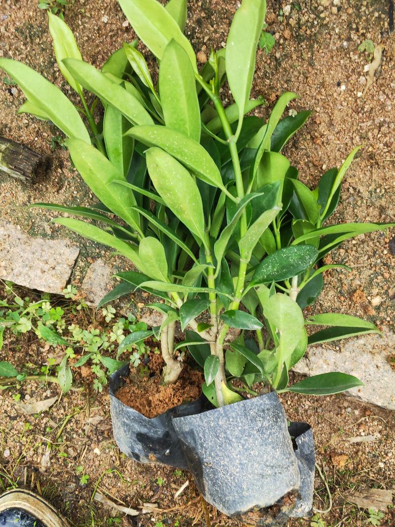 非洲茉莉漳州基地绿化地被苗木