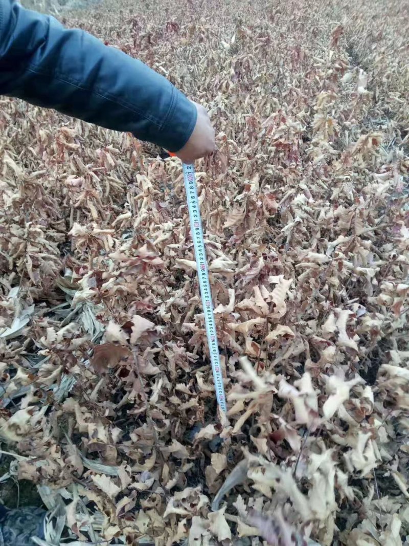 蒙古栎苗