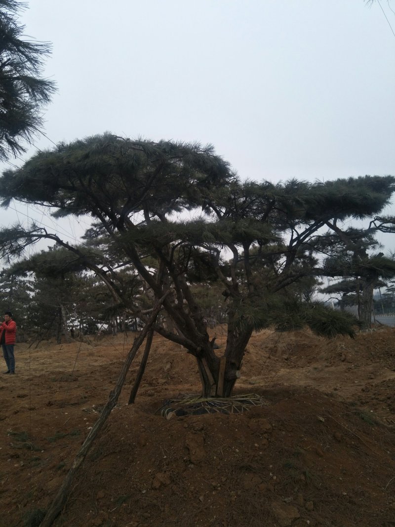 造型松