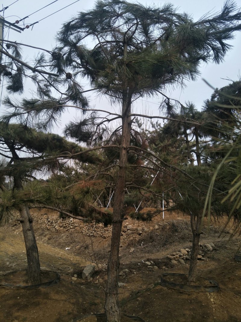 造型松