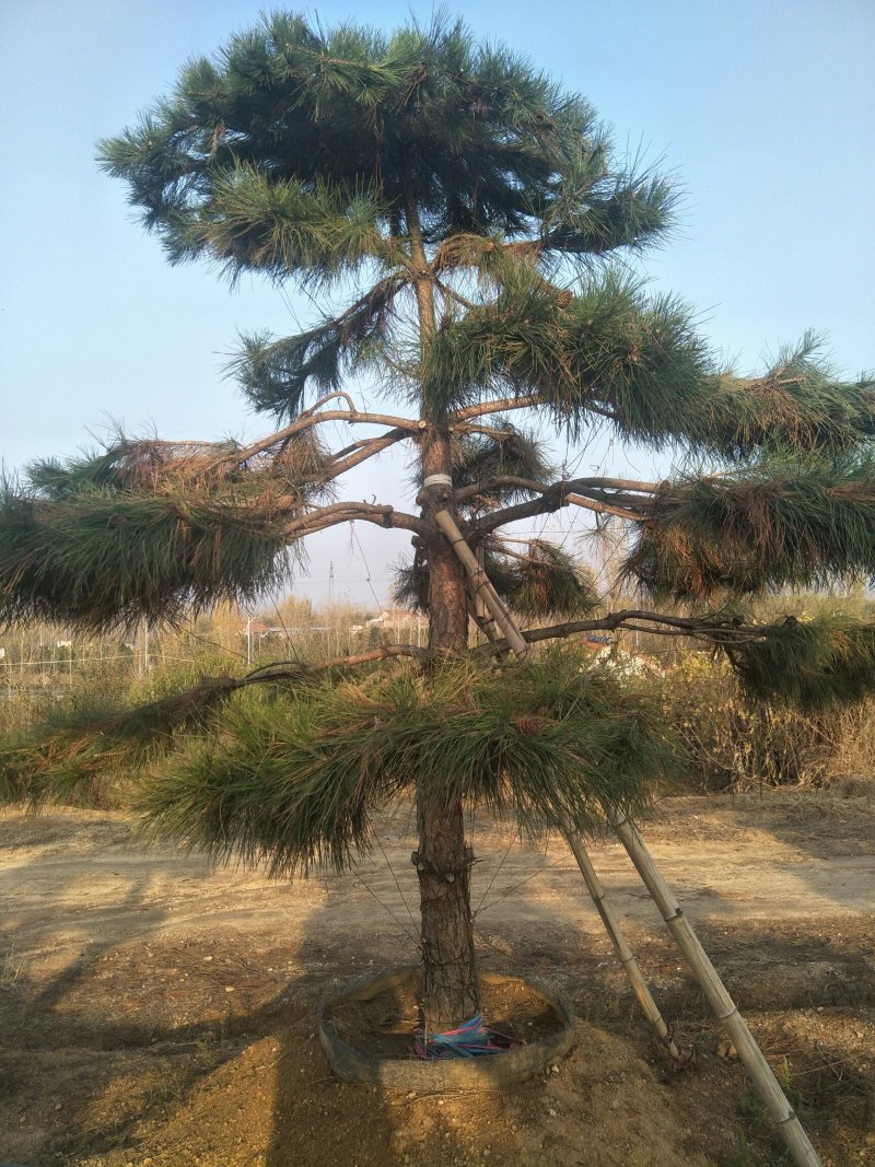造型松