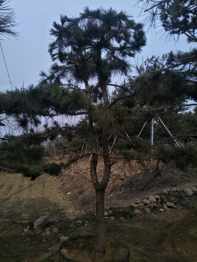 造型松