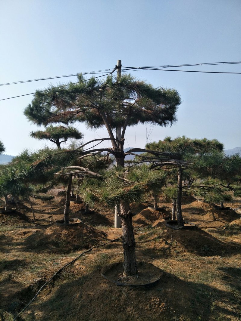 造型松