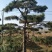 造型松