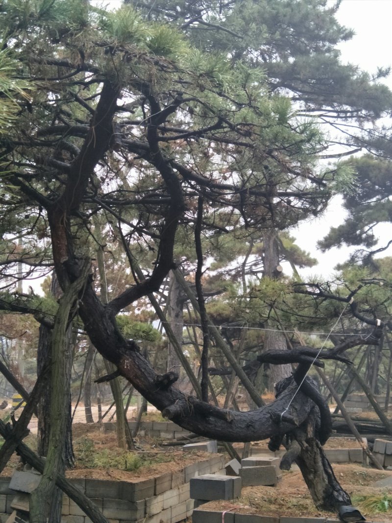 造型景观树