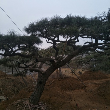 造型景观树