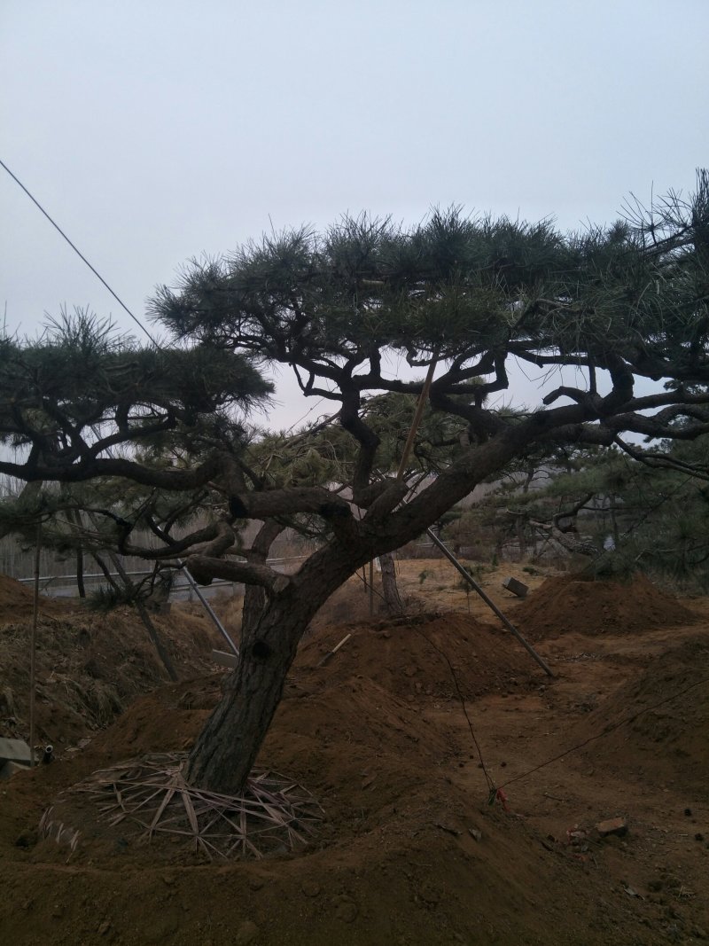 造型景观树