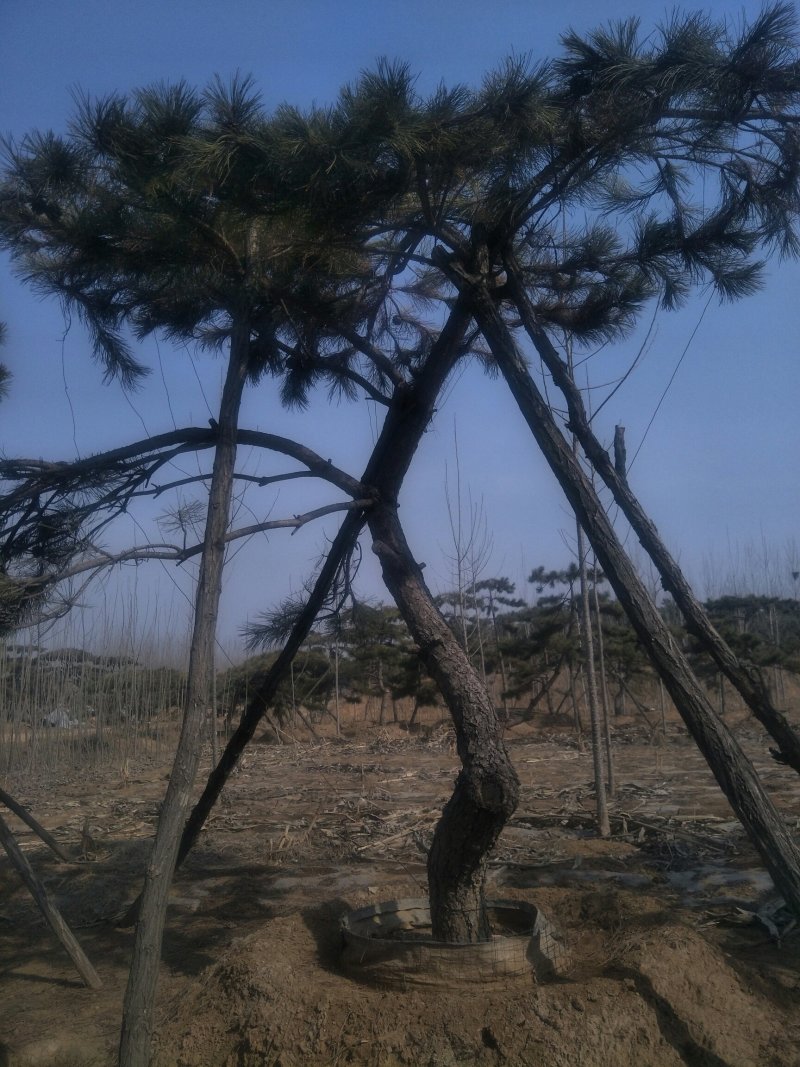 造型景观树