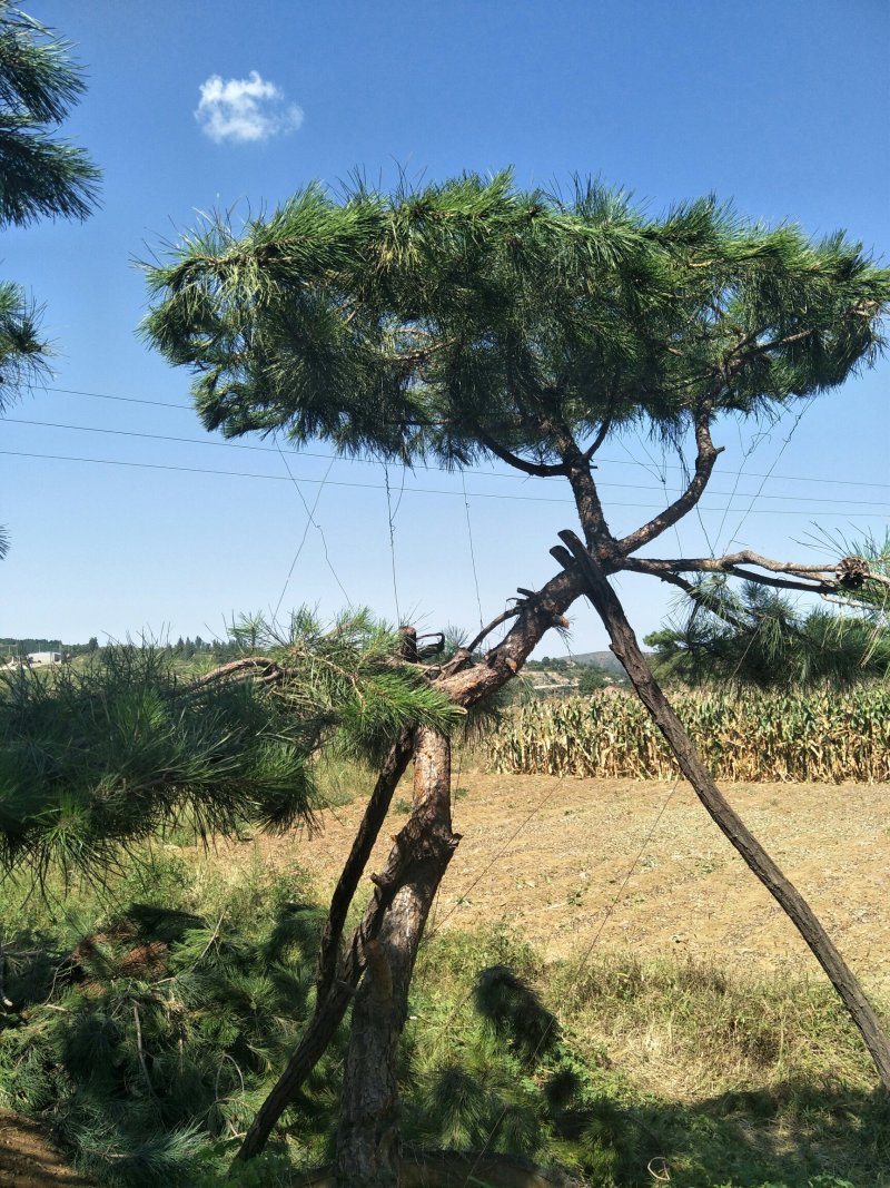 造型景观树