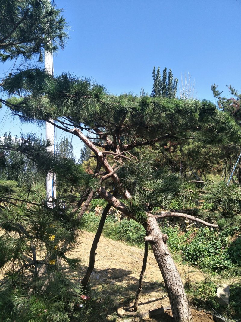 造型景观树