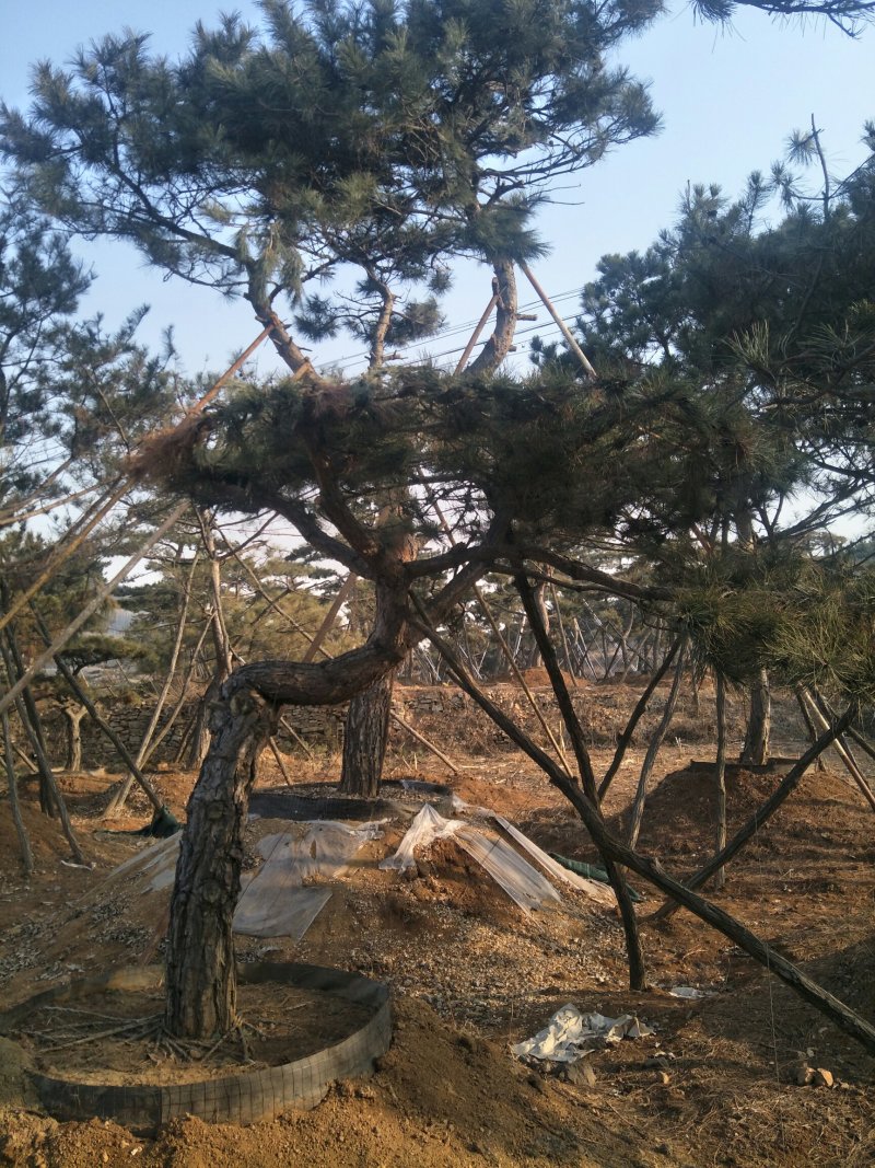 造型景观树