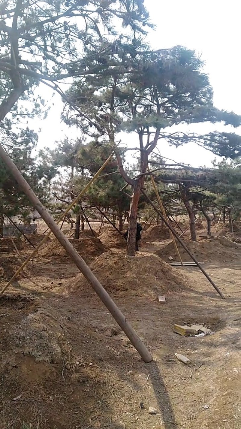 景观松造型松，直径15-50齐全
