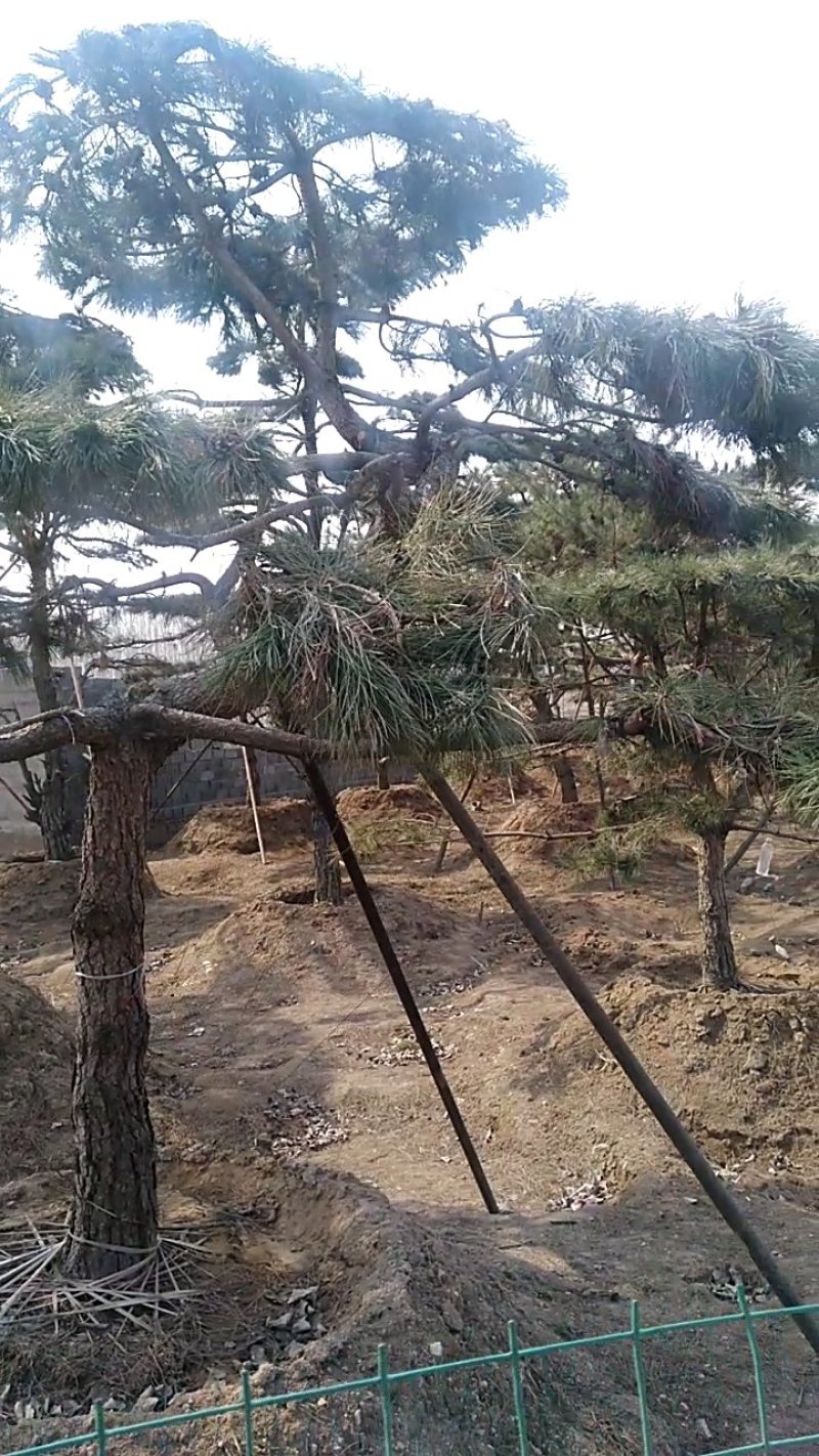 景观松造型松，直径15-50齐全