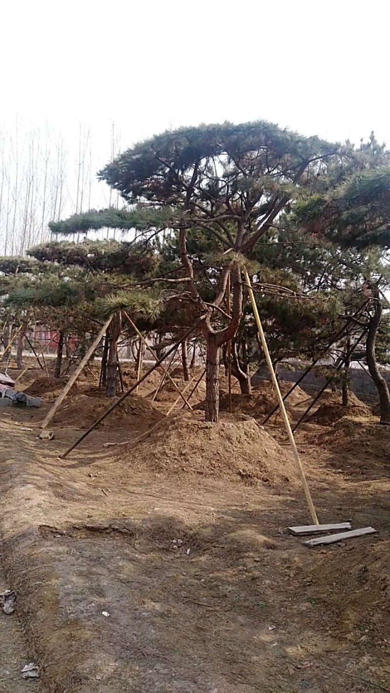 景观松造型松，直径15-50齐全