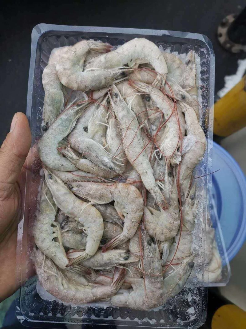 对虾