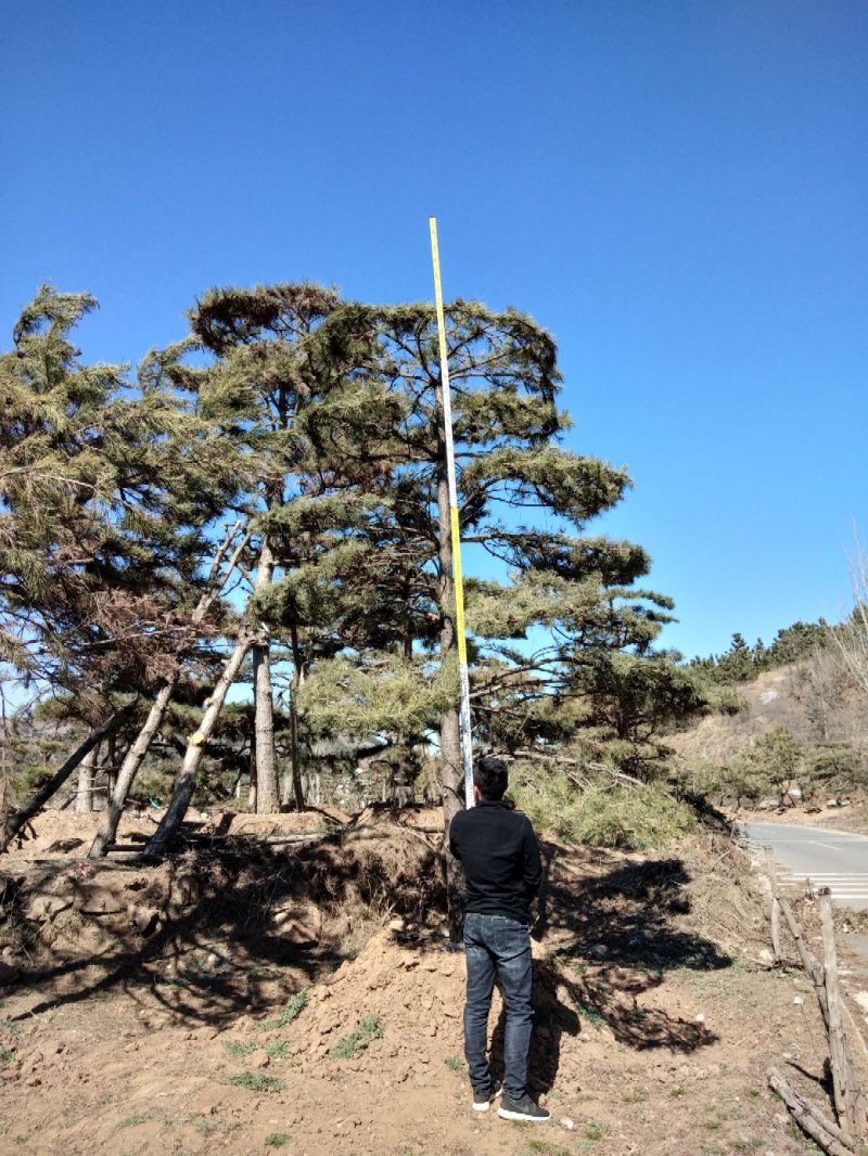 造型树造型油松造型黑松盆景迎客松平顶松供应