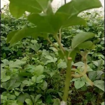 台农紫香苗，价钱便宜，