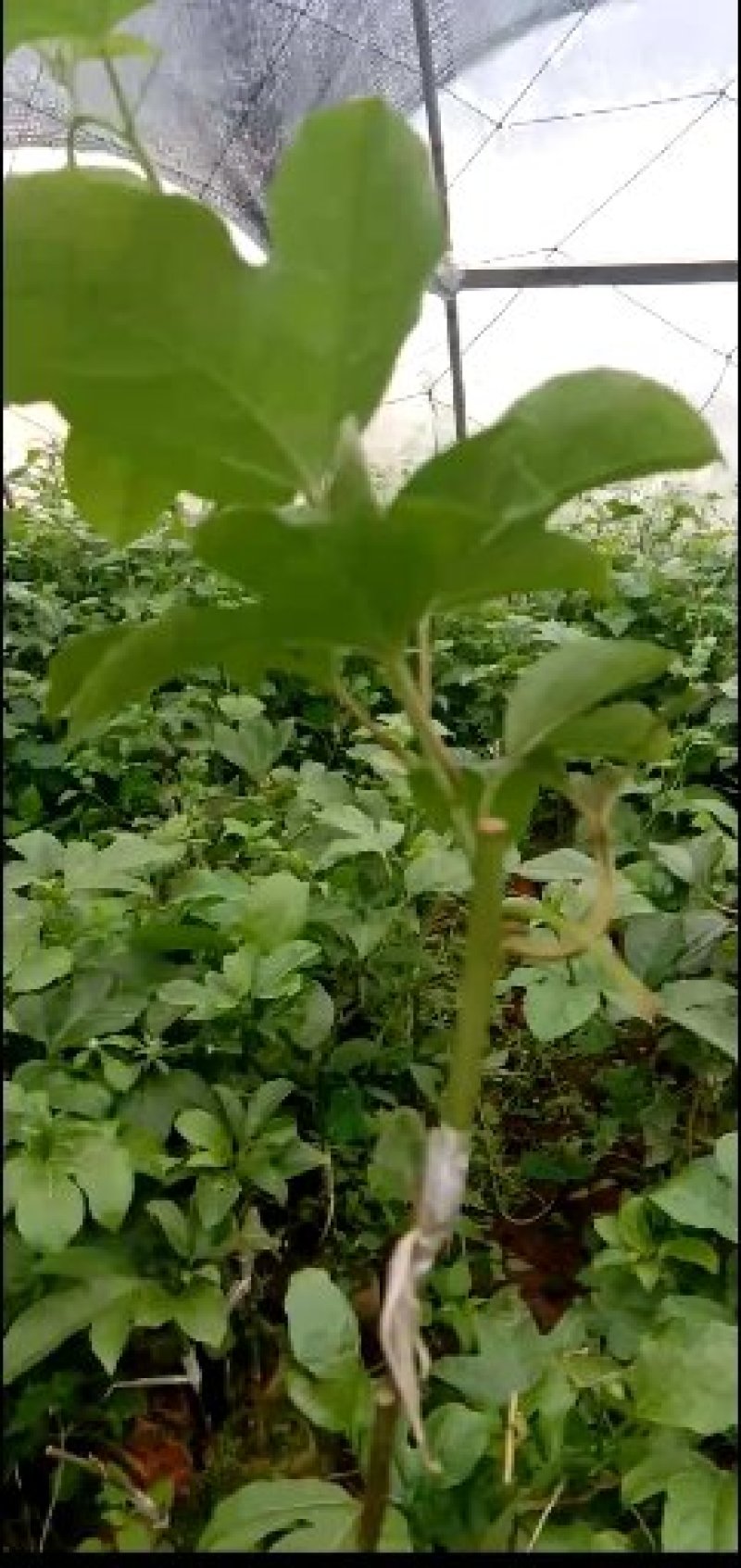 台农紫香苗，价钱便宜，