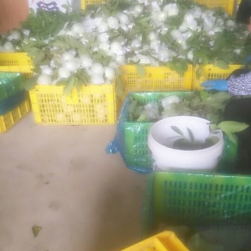 专业代收代办珍珠番石榴