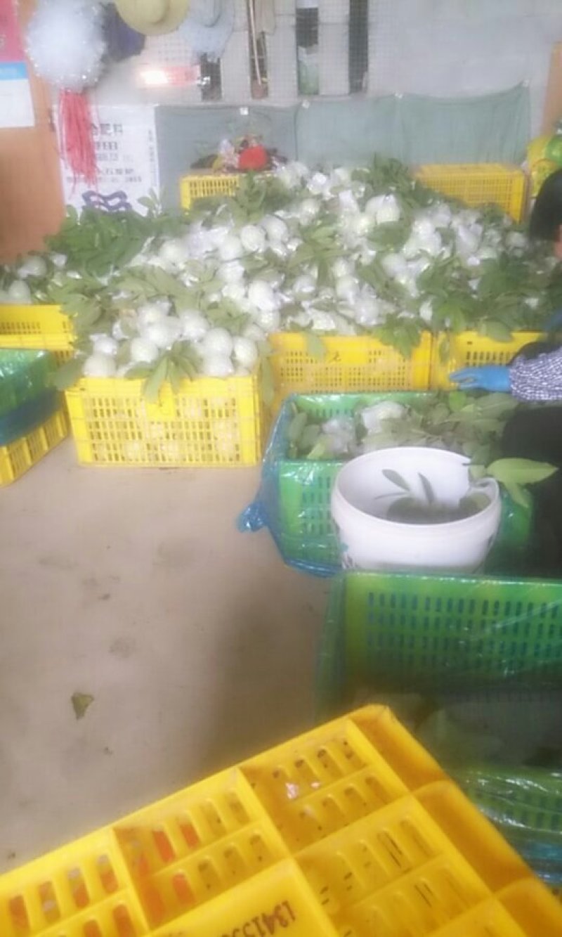 专业代收代办珍珠番石榴