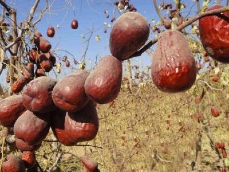 原产地新疆红枣厂家直供颗粒饱满，规格全，货源充足