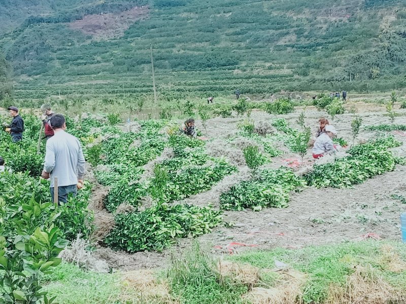 脐橙苗苗木粗壮叶面清秀可开票质量保证量大从优